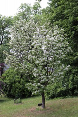 Fraxinus ornus - jasan manový (zimnář) (31) - celek v květu